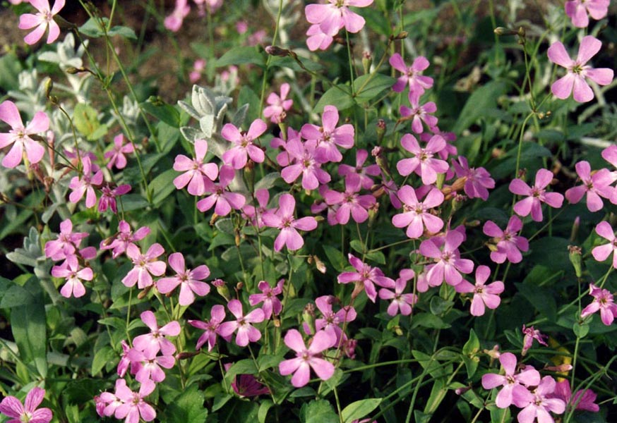 Petrocoptis glaucifolia x hispanica en fleurs dans un jardin ensoleillé